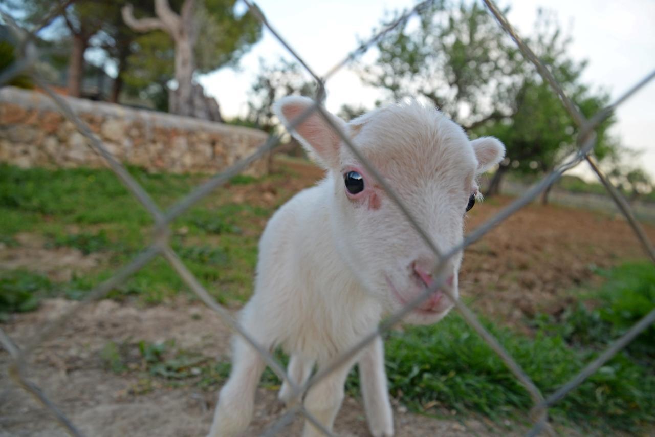 Finca - Agroturisme Sa Parellada Binibona Extérieur photo